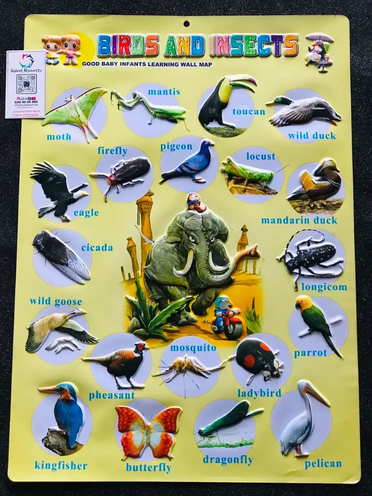 Birds & Insect Wallchart