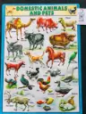Domestic Animal & Pet Wallchart