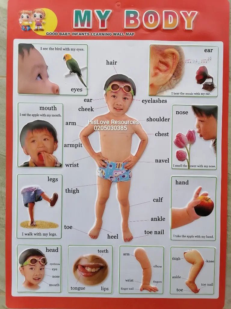 My Body Wallchart