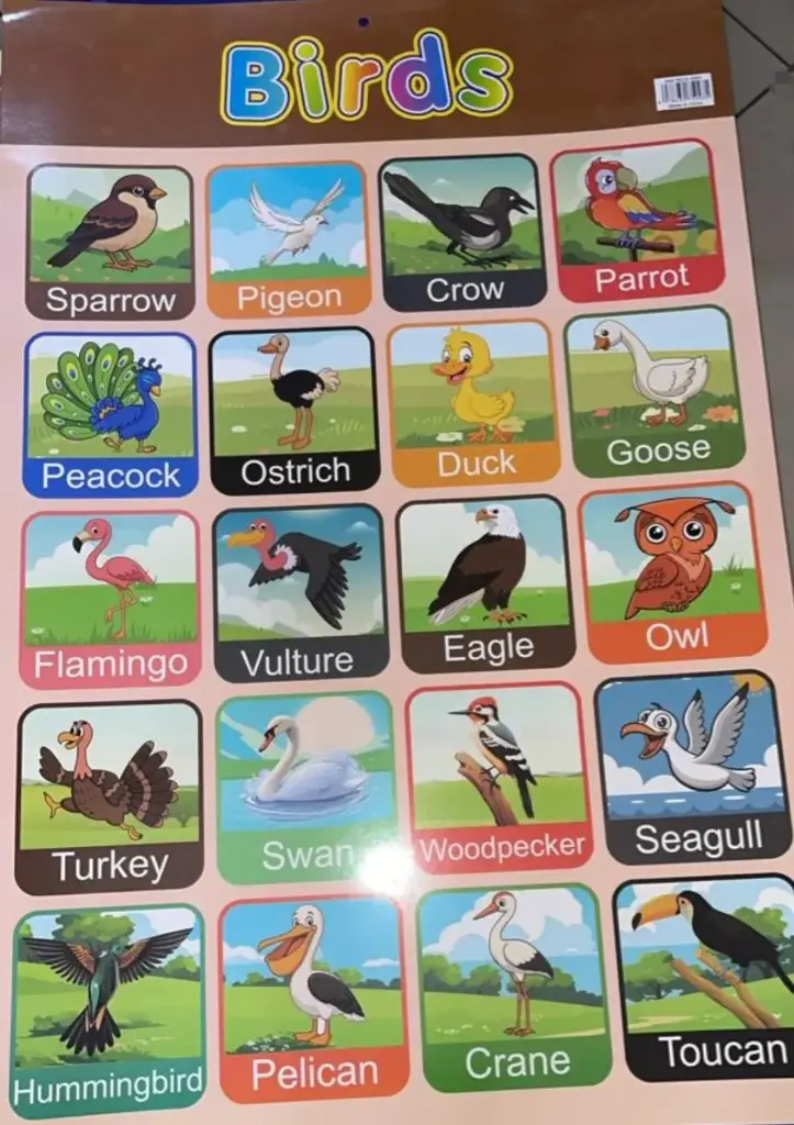 Birds Wallchart B/b