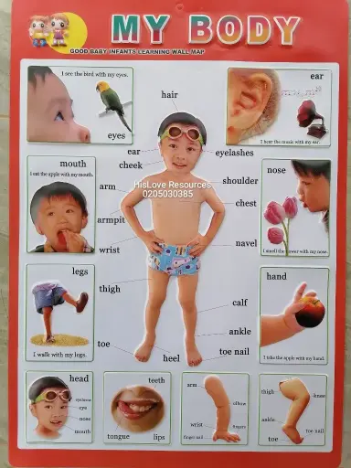 My Body Wallchart