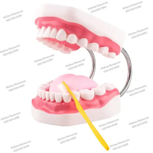 Teeth Dental Model
